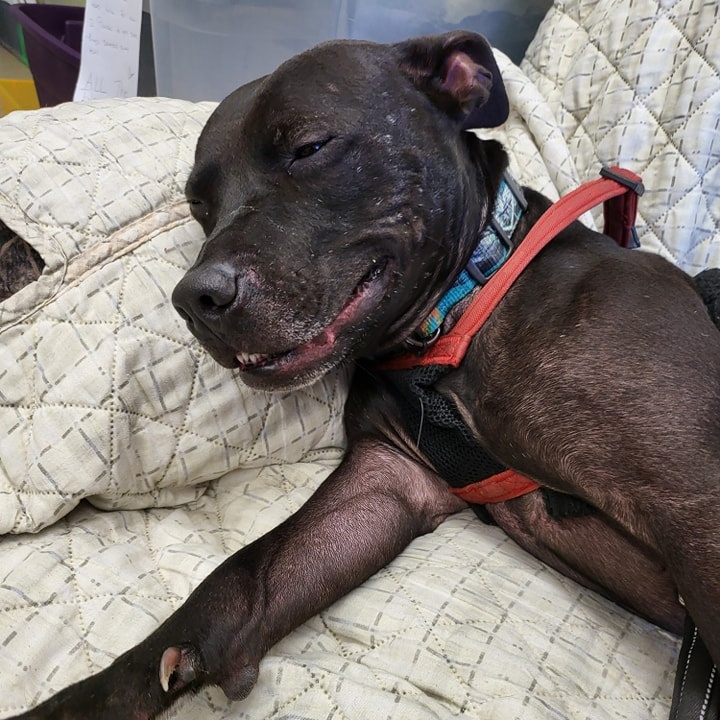 Chet, a Adoptable Mixed Breed in Saint Marys, PA image 2/5