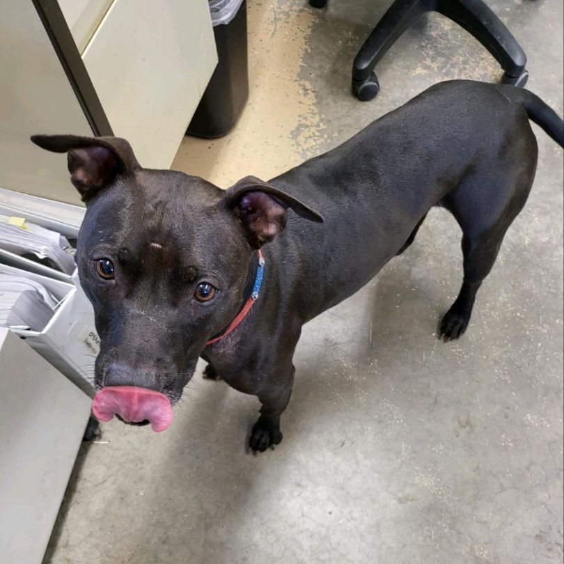 Chet, a Adoptable Mixed Breed in Saint Marys, PA image 3/5