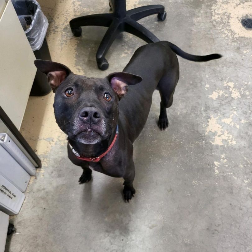 Chet, a Adoptable Mixed Breed in Saint Marys, PA image 4/5
