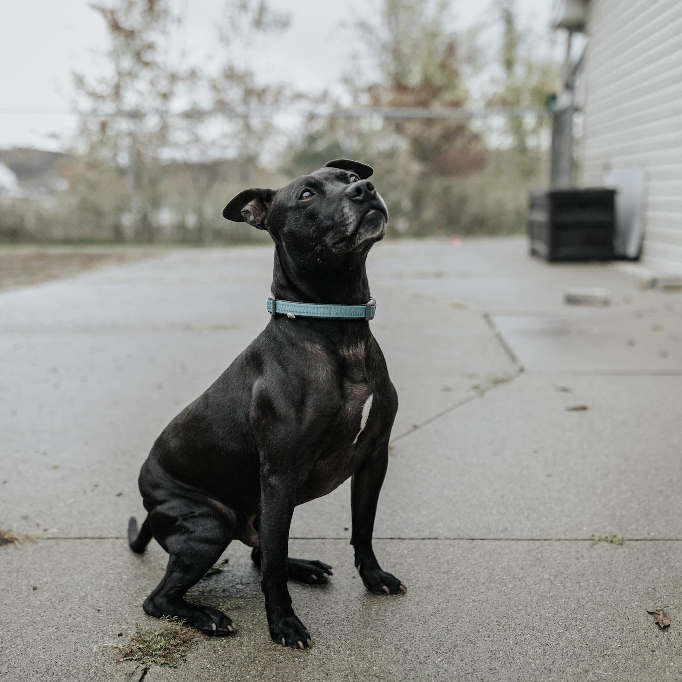 Chet, Adoptable, Adult Male Mixed Breed.