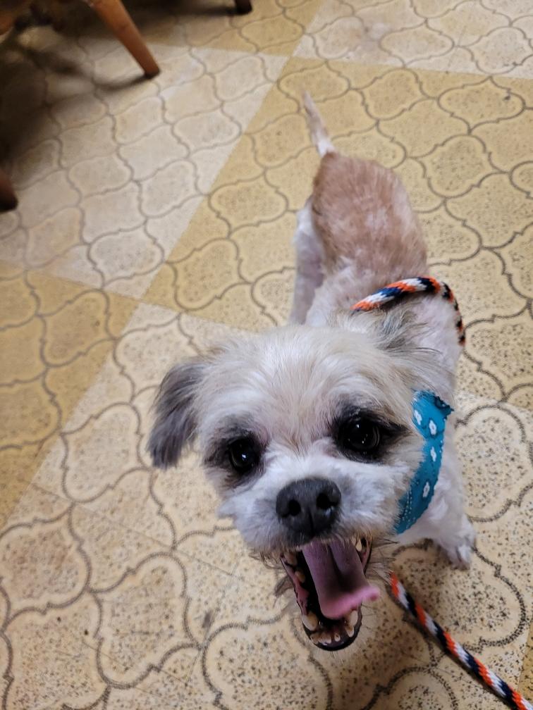 Enlarge Jack 1 (Please read my bio I am in a holistic rescue), a Adoptable Havanese in Warren, MI image 1/4