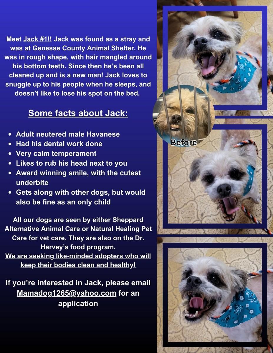 Enlarge Jack 1 (Please read my bio I am in a holistic rescue), a Adoptable Havanese in Warren, MI image 2/4