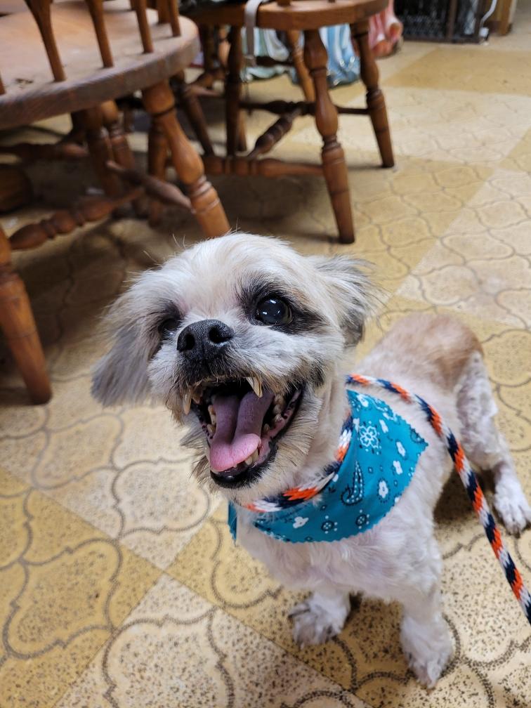 Jack 1 (Please read my bio I am in a holistic rescue), an adoptable Havanese in Warren, MI, 48091 | Photo Image 1