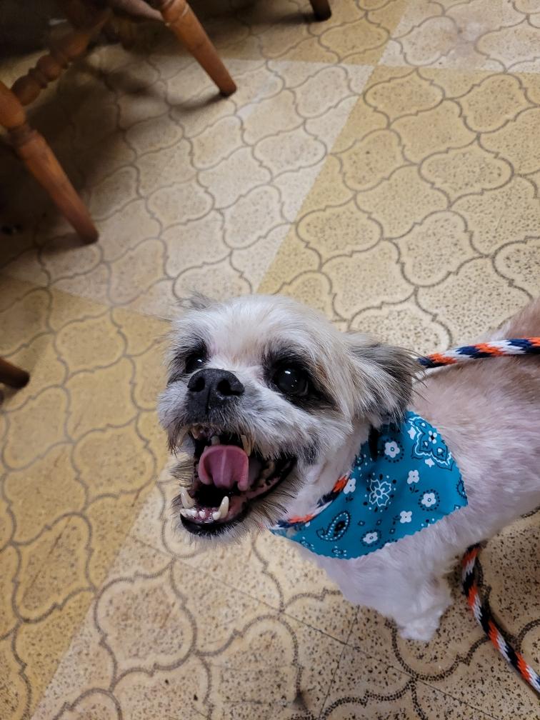 Jack 1 (Please read my bio I am in a holistic rescue), an adoptable Havanese in Warren, MI, 48091 | Photo Image 2