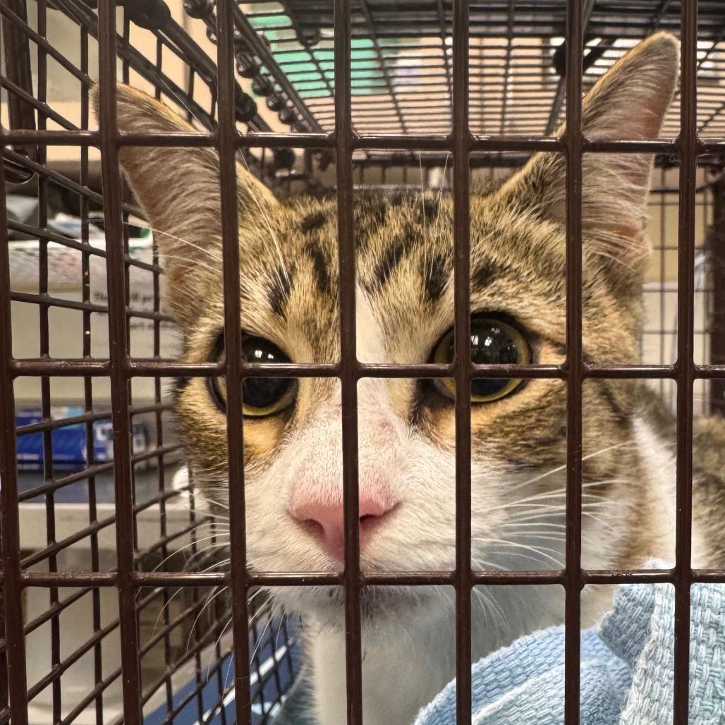 Enlarge Angel, a Adoptable mixed breed in Galveston, TX image 1/1