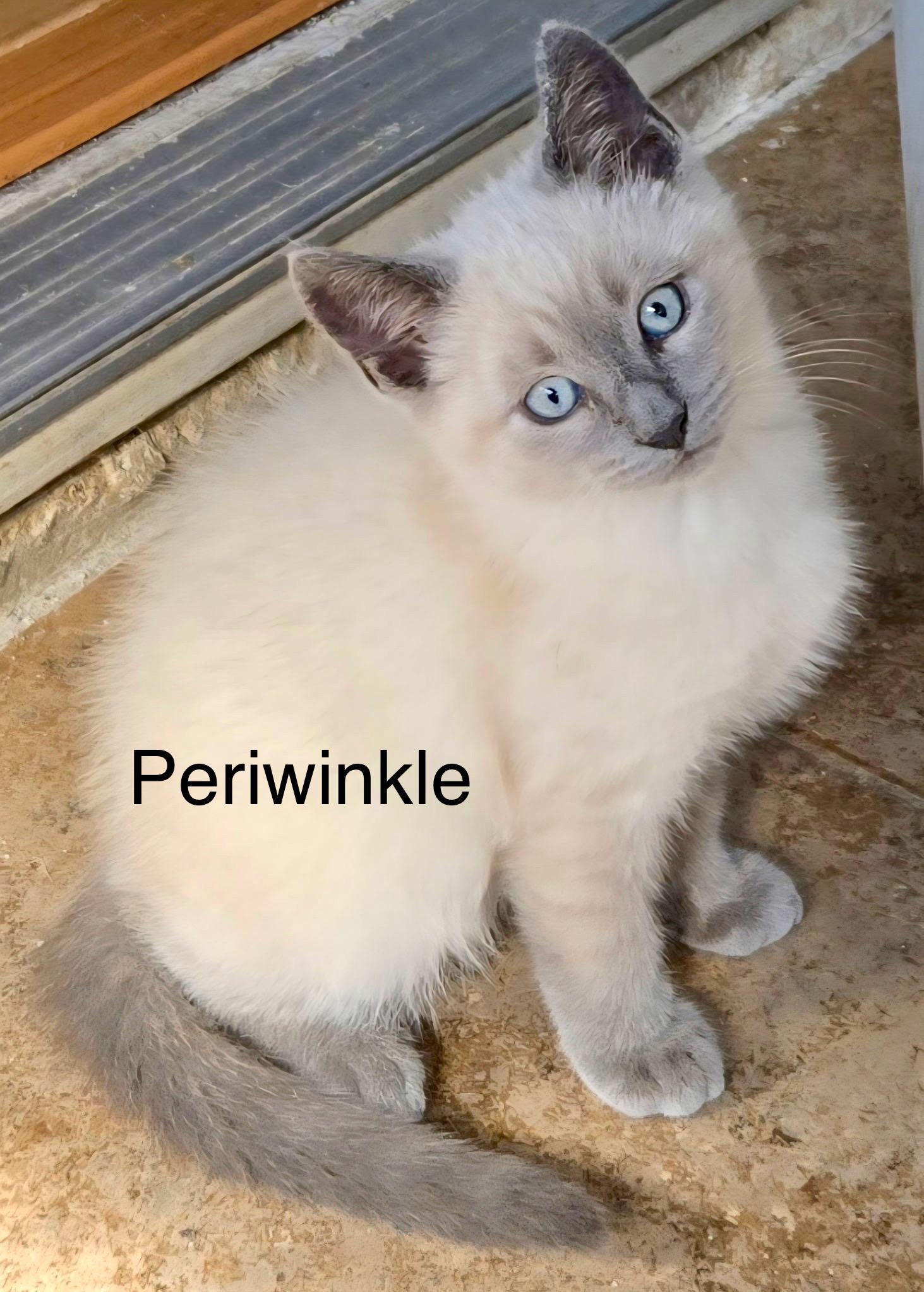 Periwinkle