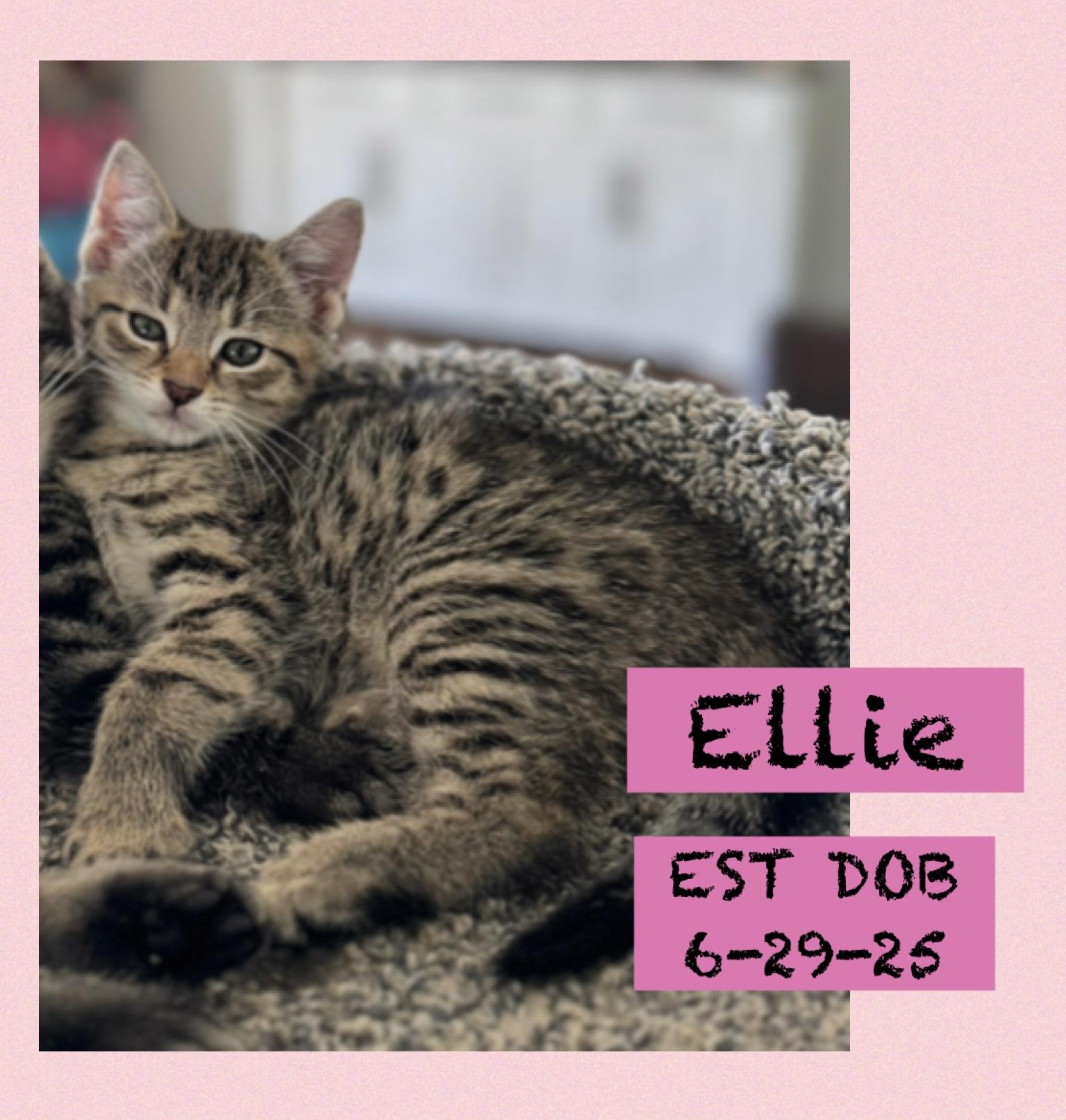 Enlarge Ellie, a Adopted Domestic Short Hair in Newton Falls, OH image 1/1