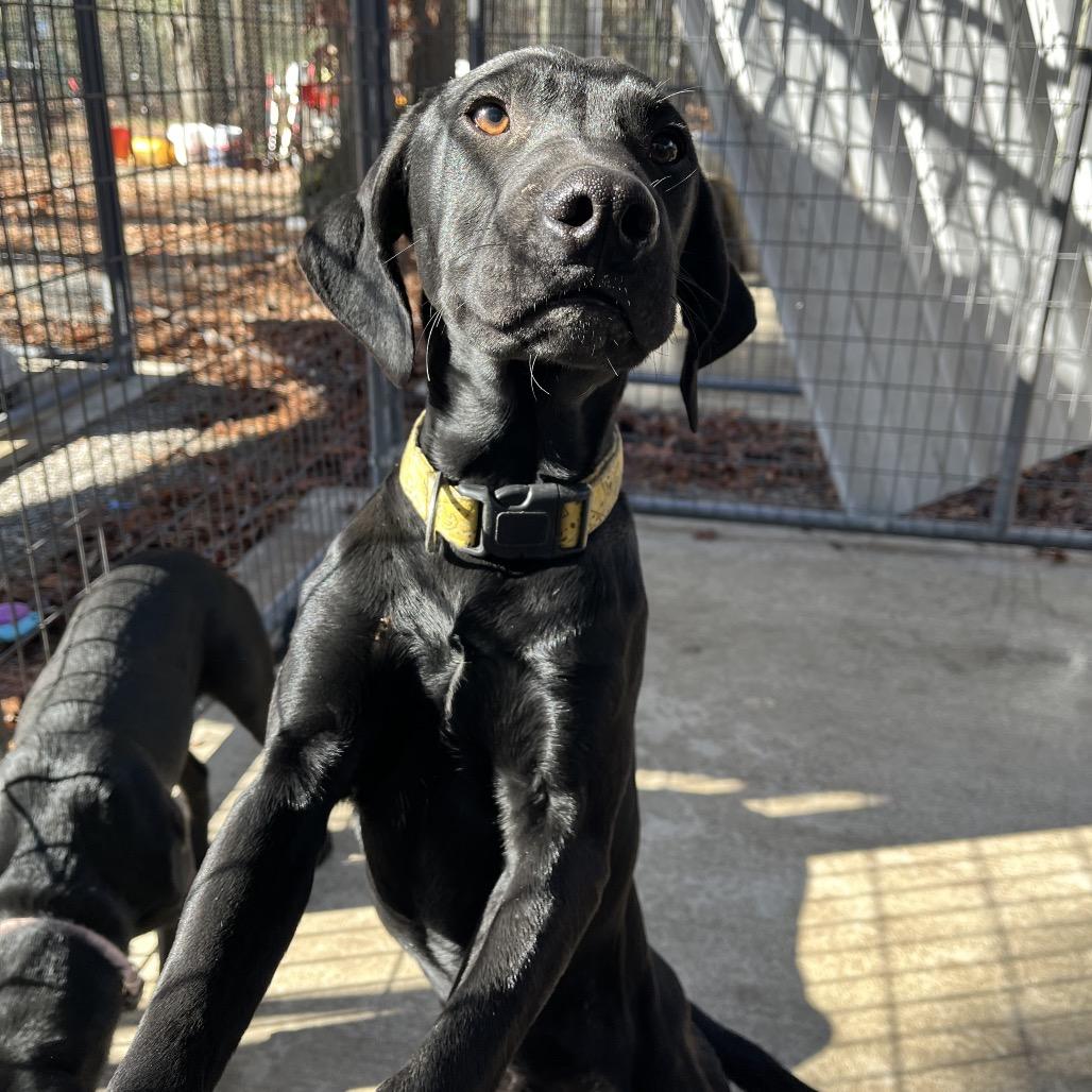 Sam, a Adoptable mixed breed in Smithfield, NC image 1/4