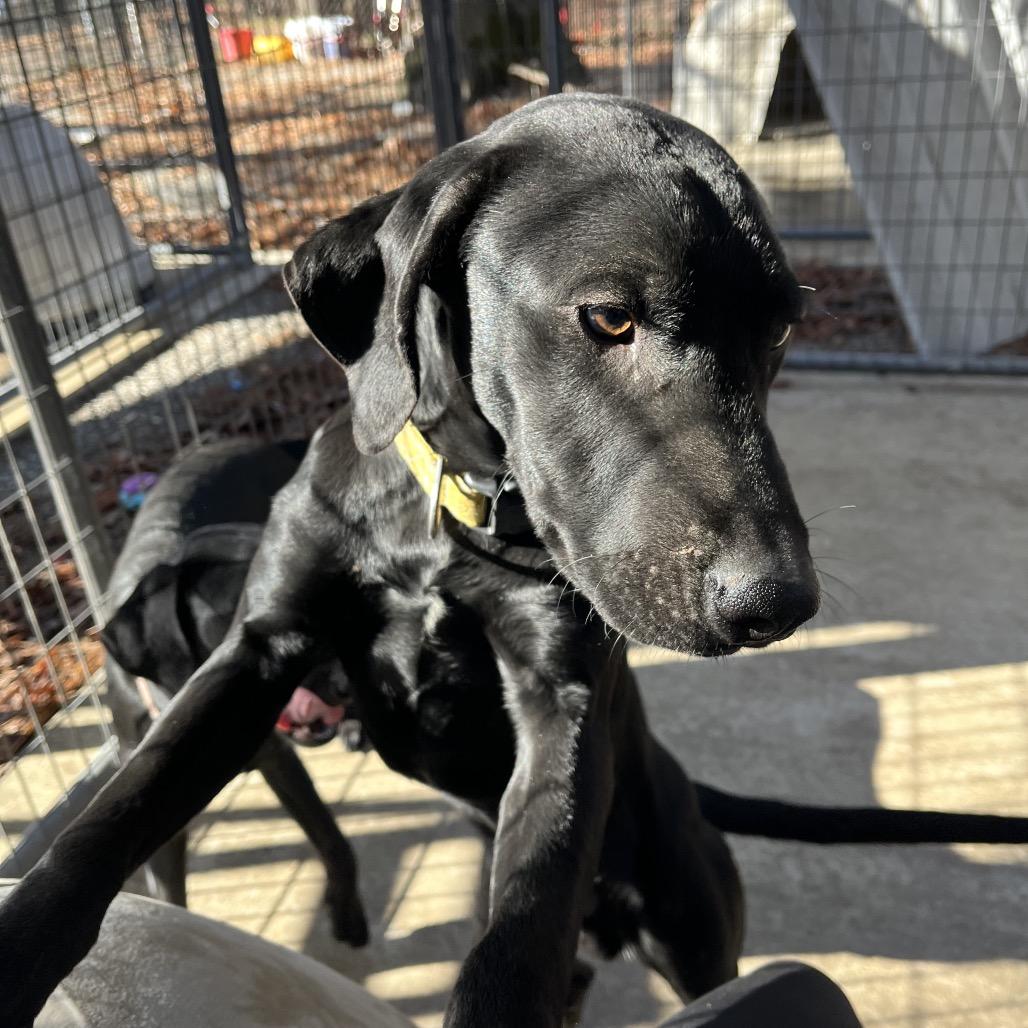 Sam, a Adoptable mixed breed in Smithfield, NC image 4/4