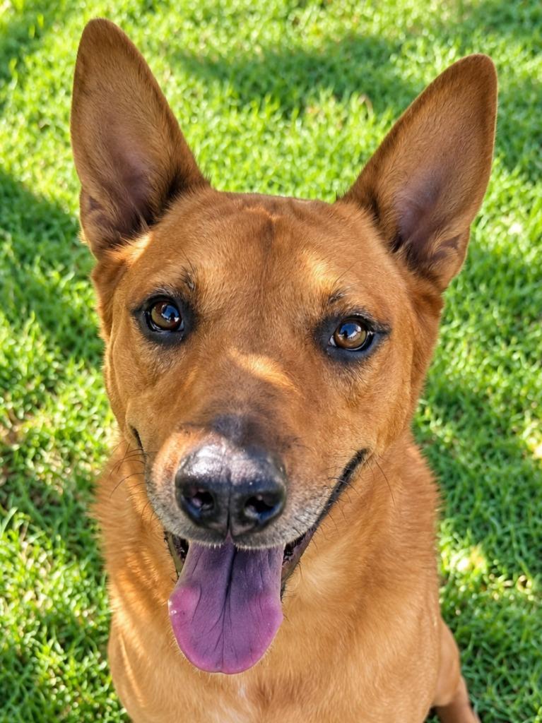 Rowley - Adopt Me!, Adoptable, Senior Male Shepherd.