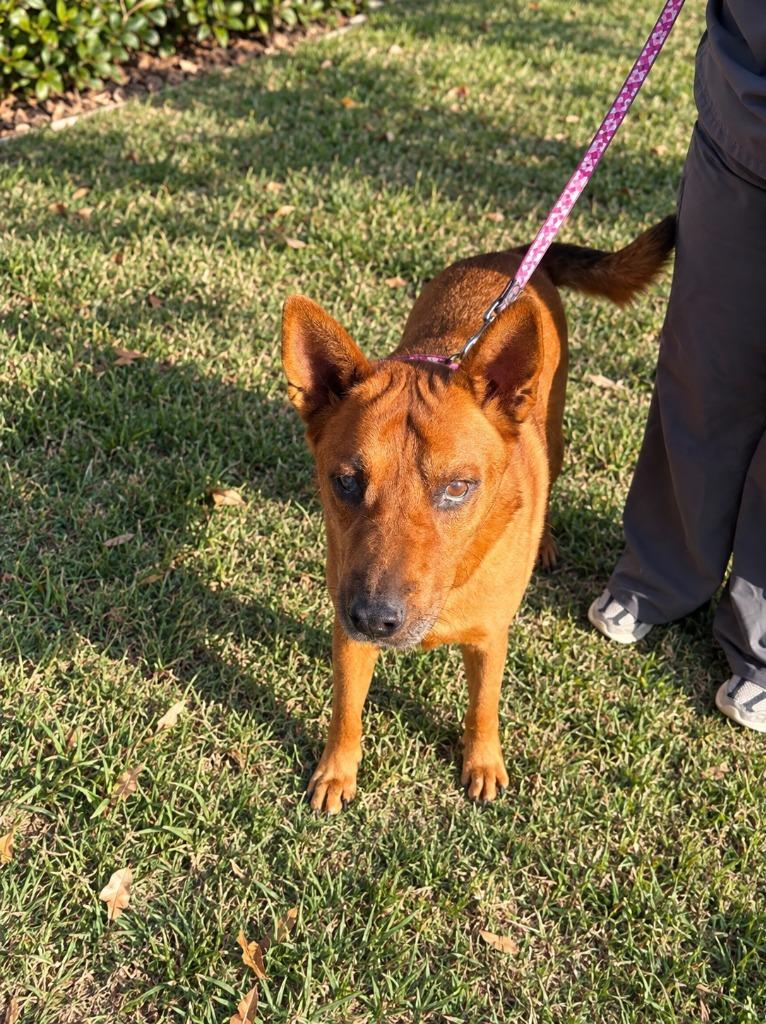 Enlarge Rowley - Adopt Me!, a Adoptable mixed breed in Lake Forest, CA image 2/6