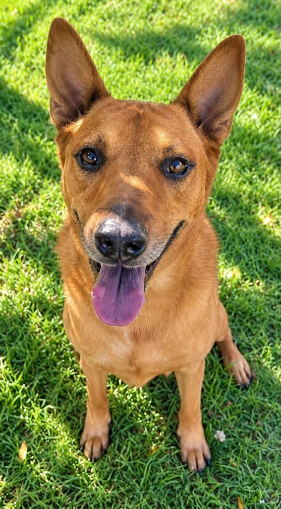 Enlarge Rowley - Adopt Me!, a Adoptable mixed breed in Lake Forest, CA image 3/6