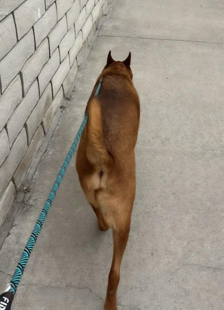 Enlarge Rowley - Adopt Me!, a Adoptable mixed breed in Lake Forest, CA image 4/6