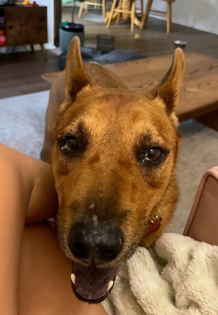 Enlarge Rowley - Adopt Me!, a Adoptable mixed breed in Lake Forest, CA image 5/6