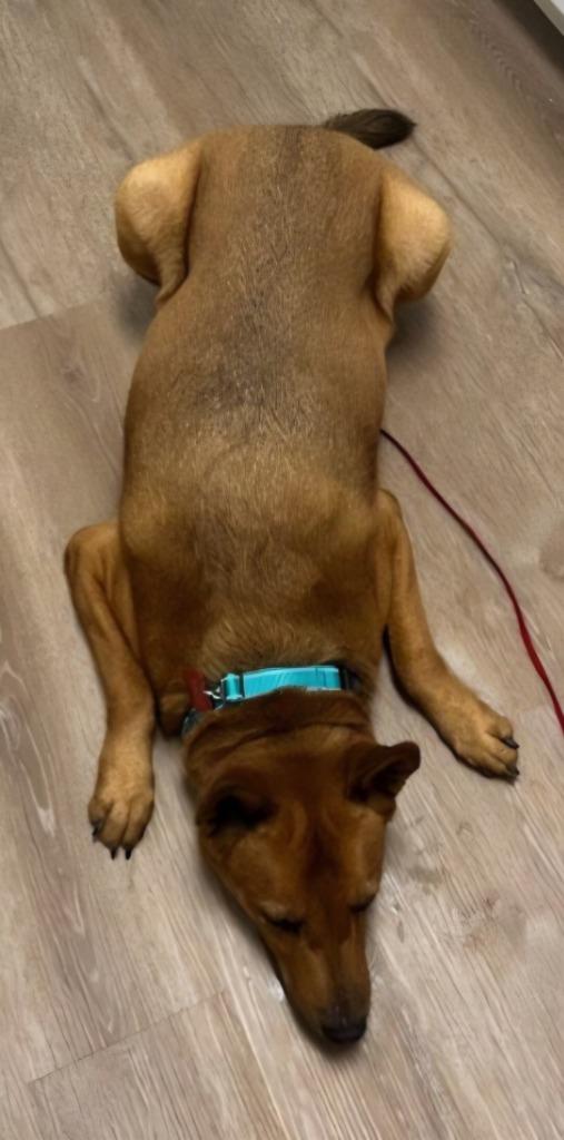 Enlarge Rowley - Adopt Me!, a Adoptable mixed breed in Lake Forest, CA image 6/6