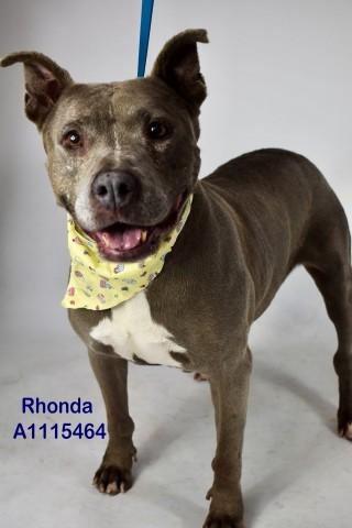 RHONDA, Adoptable, Senior Female Pit Bull Terrier.