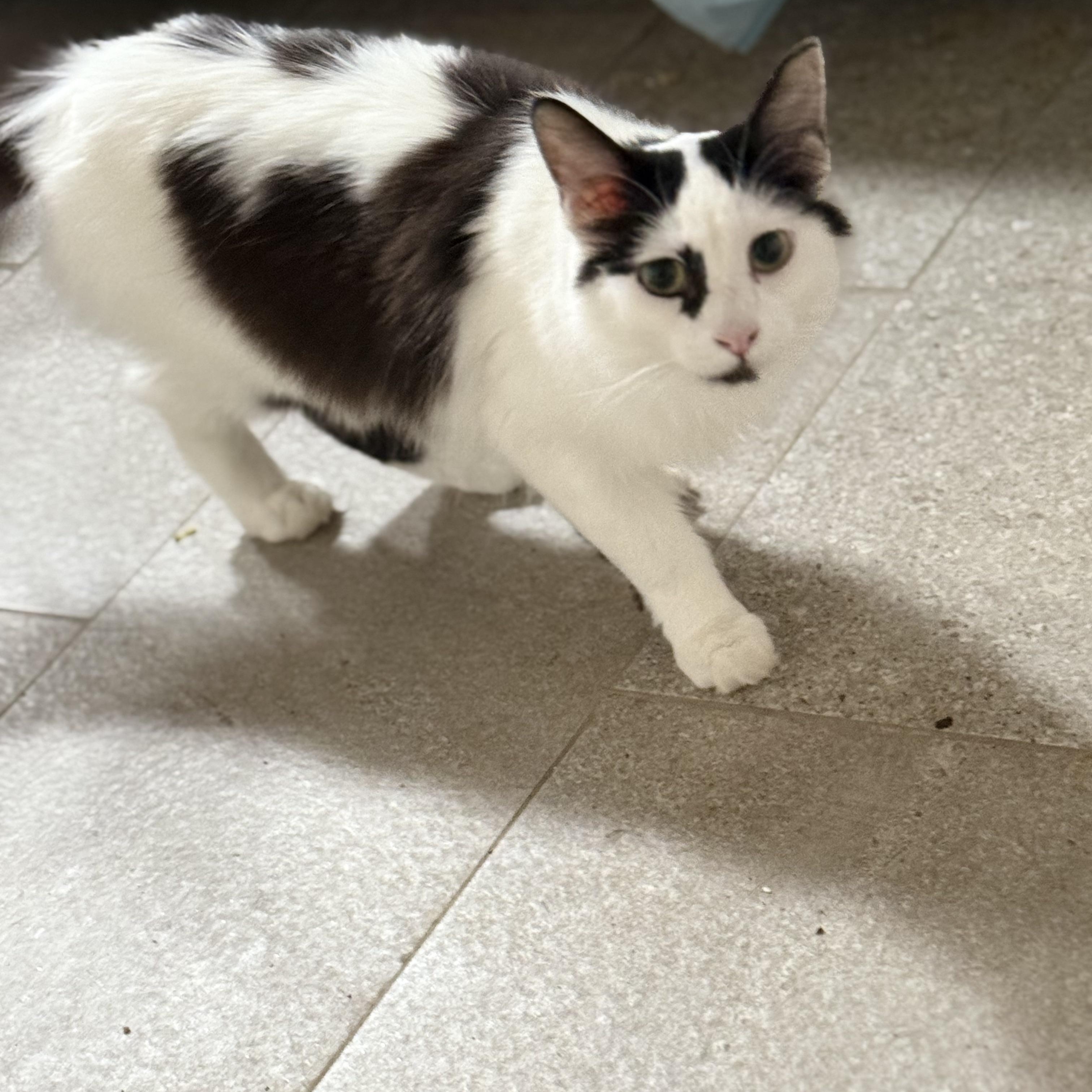 Ms. Sweetie Venus, a Adoptable Domestic Long Hair in Vancouver, BC image 4/4