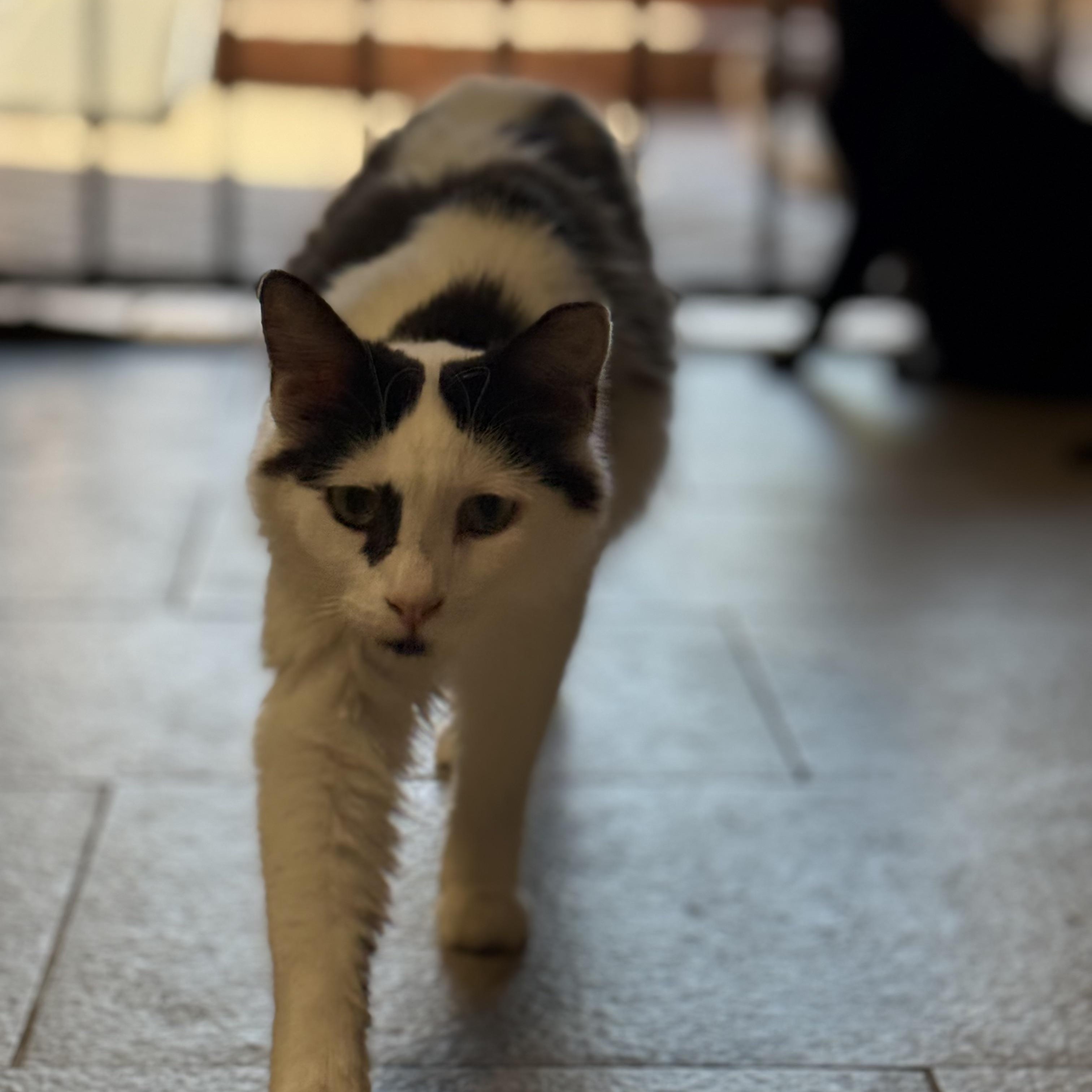 Ms. Sweetie Venus, a Adoptable Domestic Long Hair in Vancouver, BC image 3/4