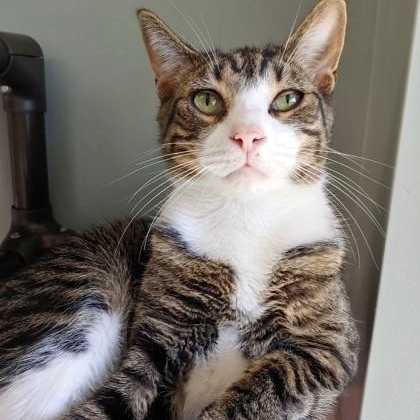 Enlarge Kris, a Adoptable Domestic Short Hair in Belmont, NY image 4/4