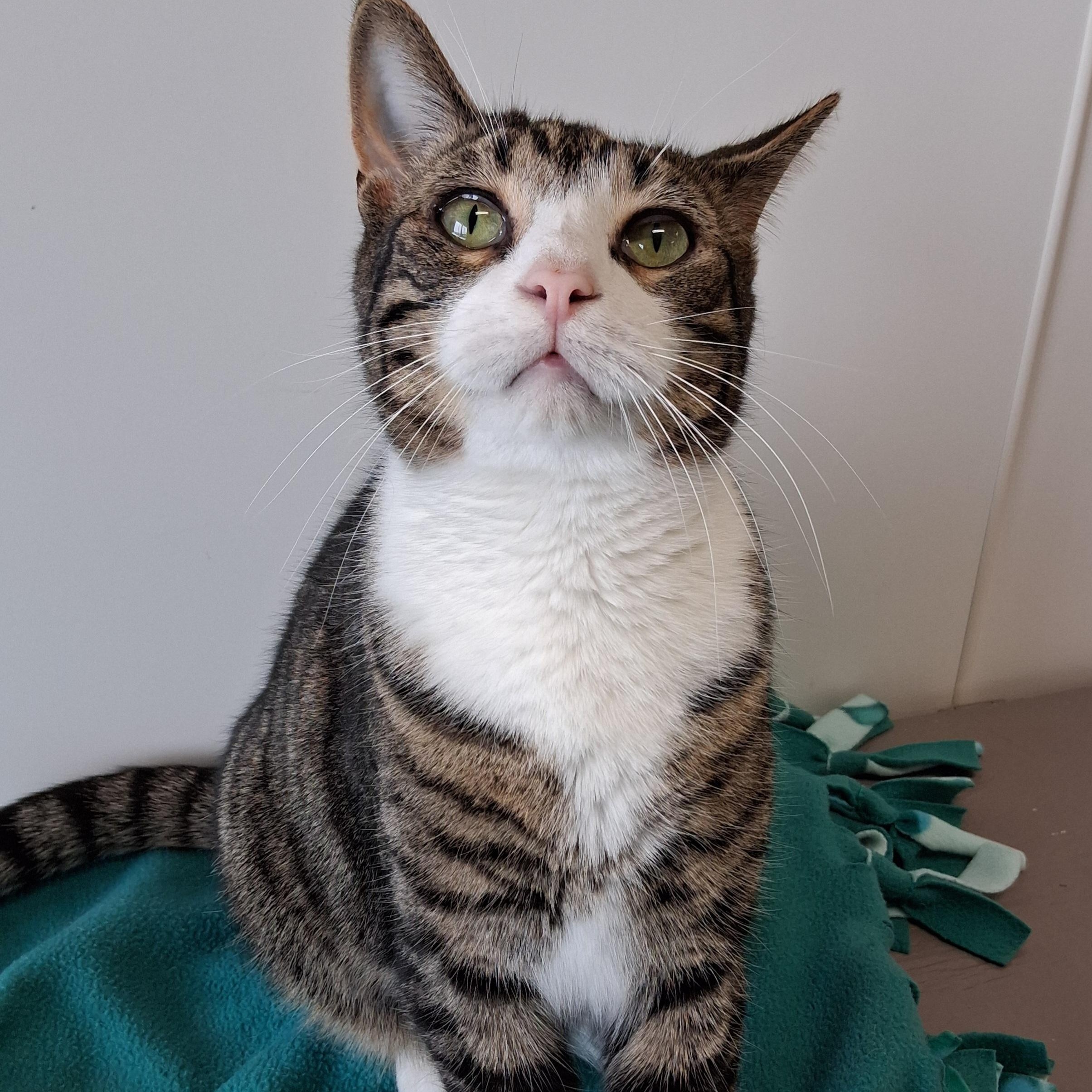 Enlarge Kris, a Adoptable Domestic Short Hair in Belmont, NY image 2/4