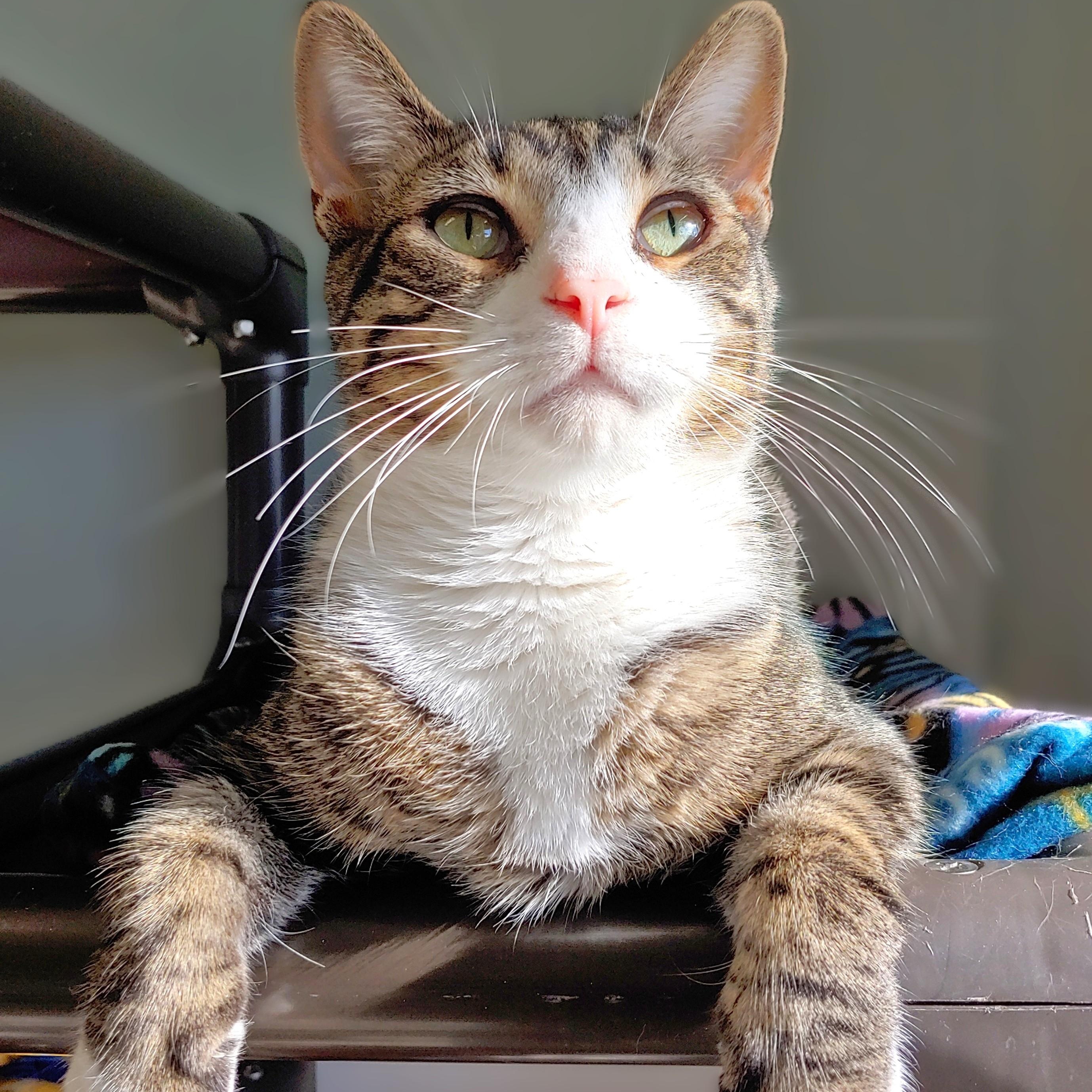 Enlarge Kris, a Adoptable Domestic Short Hair in Belmont, NY image 3/4