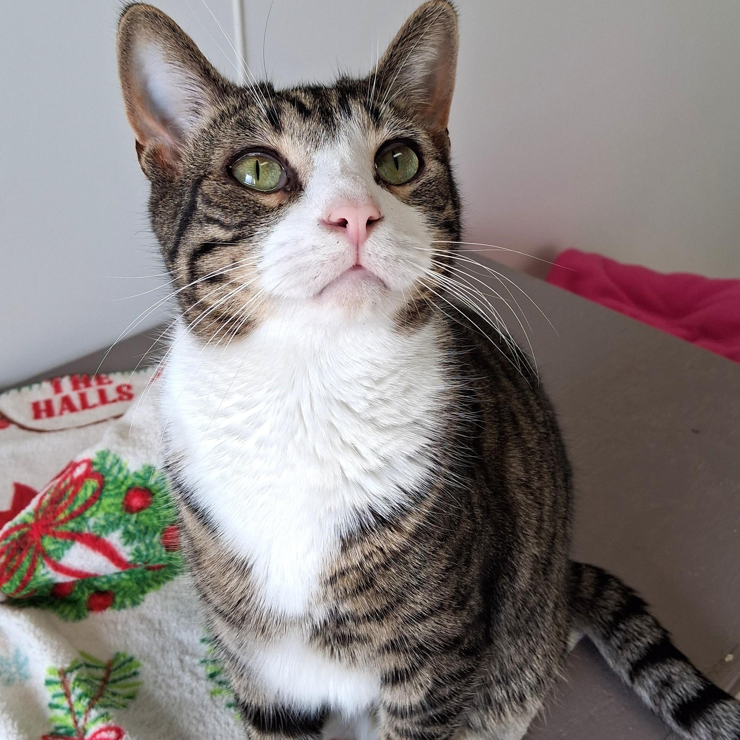 Enlarge Kris, a Adoptable Domestic Short Hair in Belmont, NY image 1/4