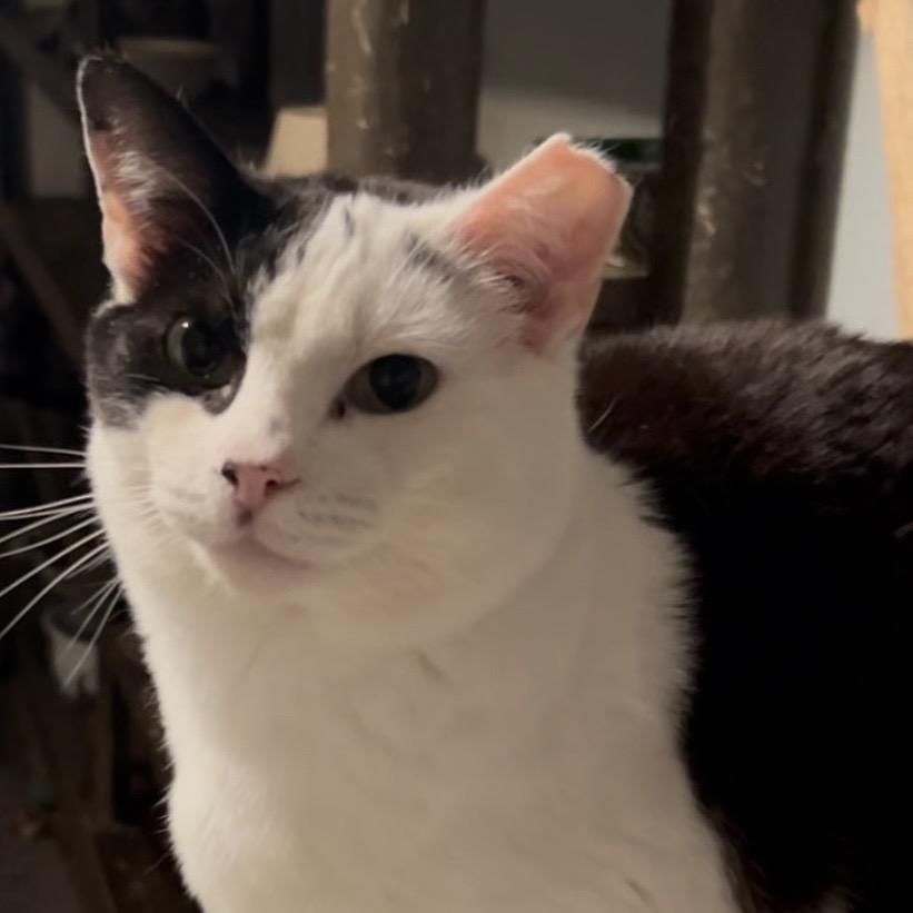 Yin Yang, Adoptable, Senior Female Domestic Short Hair & Siamese.