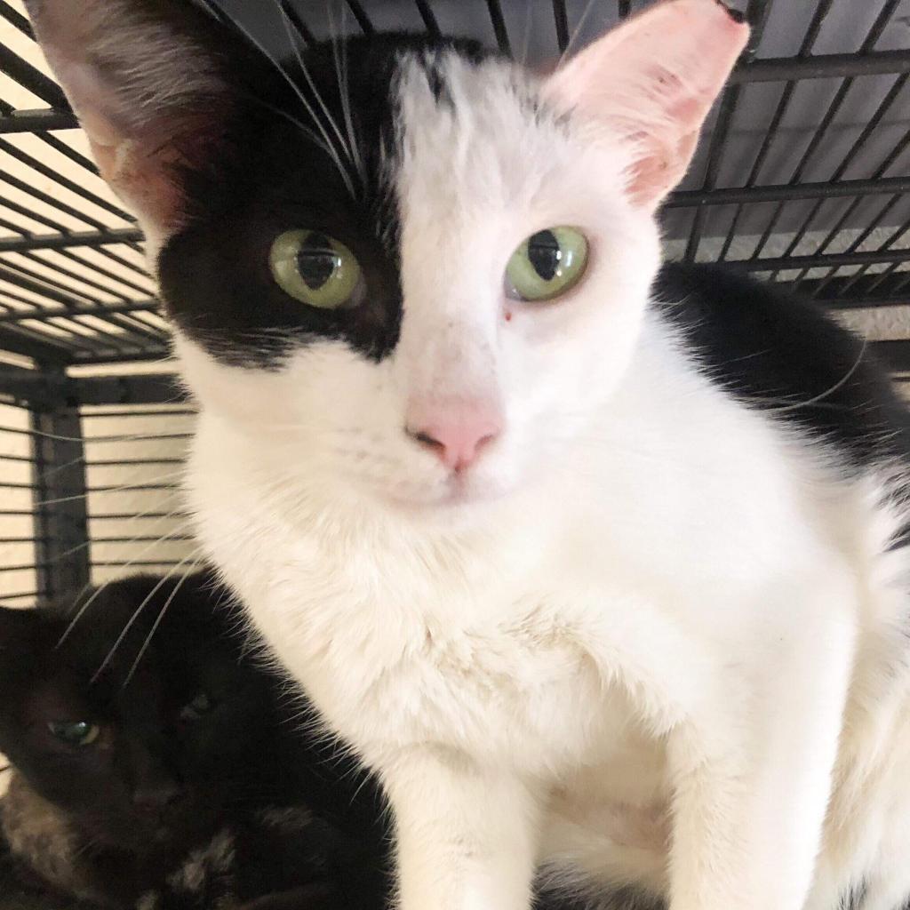 Yin Yang, a Adoptable mixed breed in Nampa, ID image 2/2