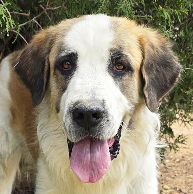 Enlarge Fun Loving Franz WOW, a Adoptable Saint Bernard in Albuquerque, NM image 1/2