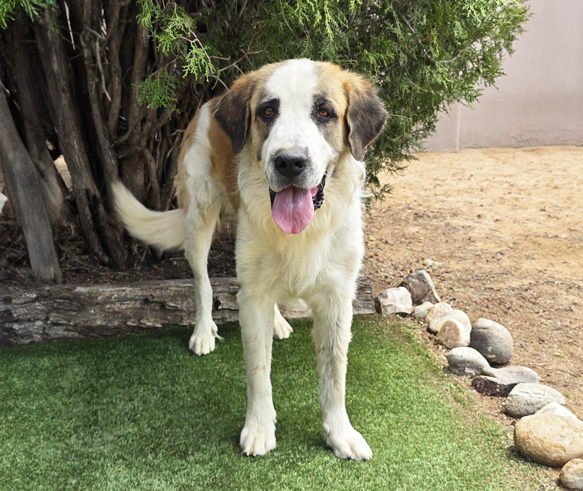 Enlarge Fun Loving Franz WOW, a Adoptable Saint Bernard in Albuquerque, NM image 2/2