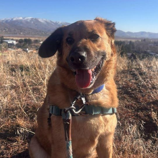 Enlarge Bobby, a ADOPTABLE mixed breed in Washoe Valley, NV image 2/2
