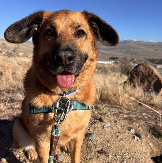 Bobby, ADOPTABLE, Adult Male German Shepherd Dog.