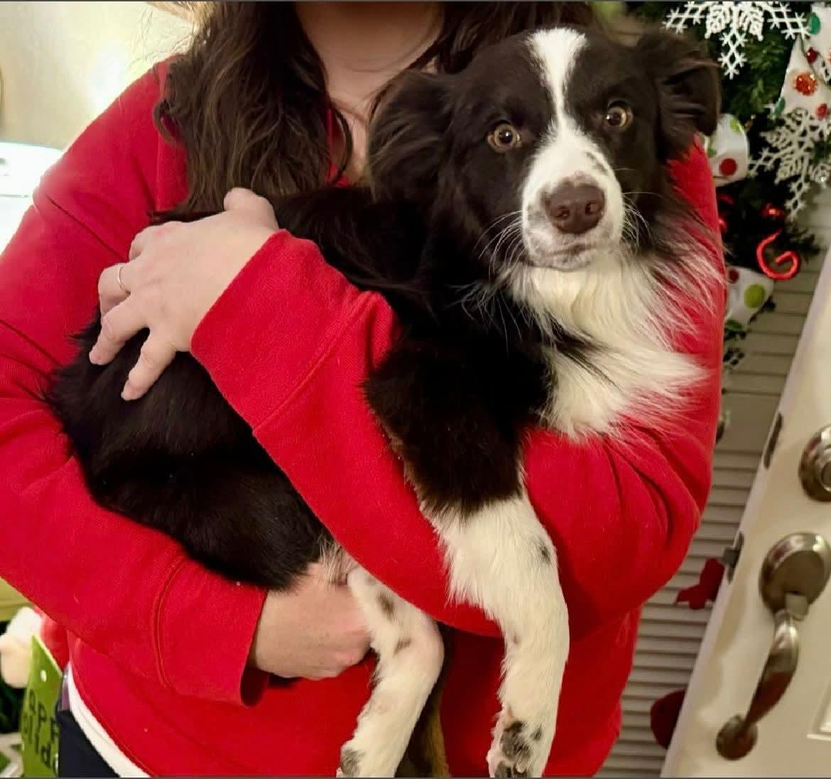 Ridge, Adopted, Adult Male Australian Shepherd.