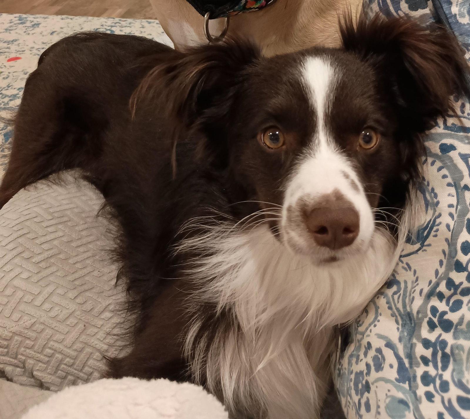 Ridge, a Adopted Australian Shepherd in St. Louis, MO image 2/3