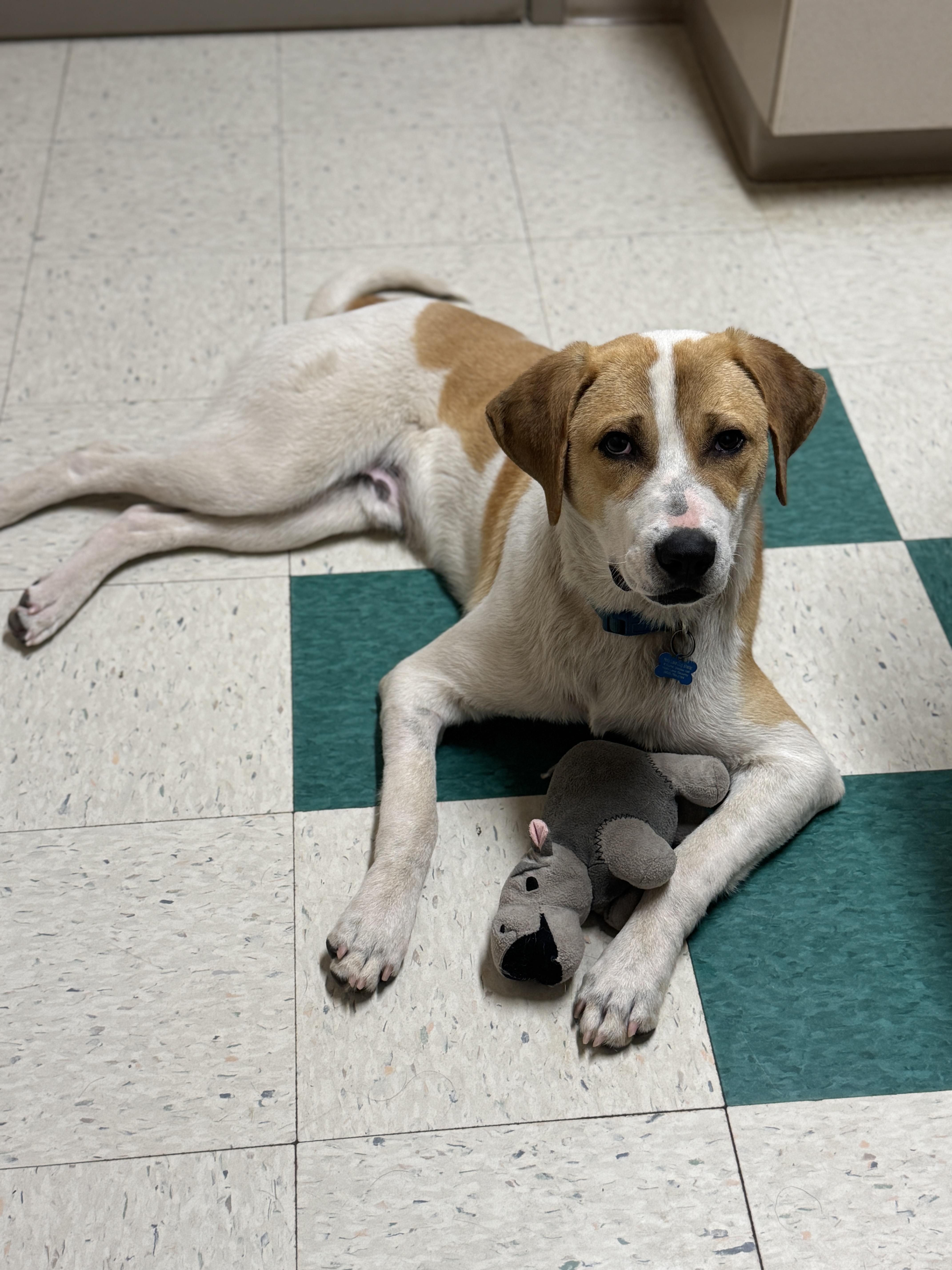 Enlarge Jasper, a Adopted mixed breed in Hawkins, TX image 5/5