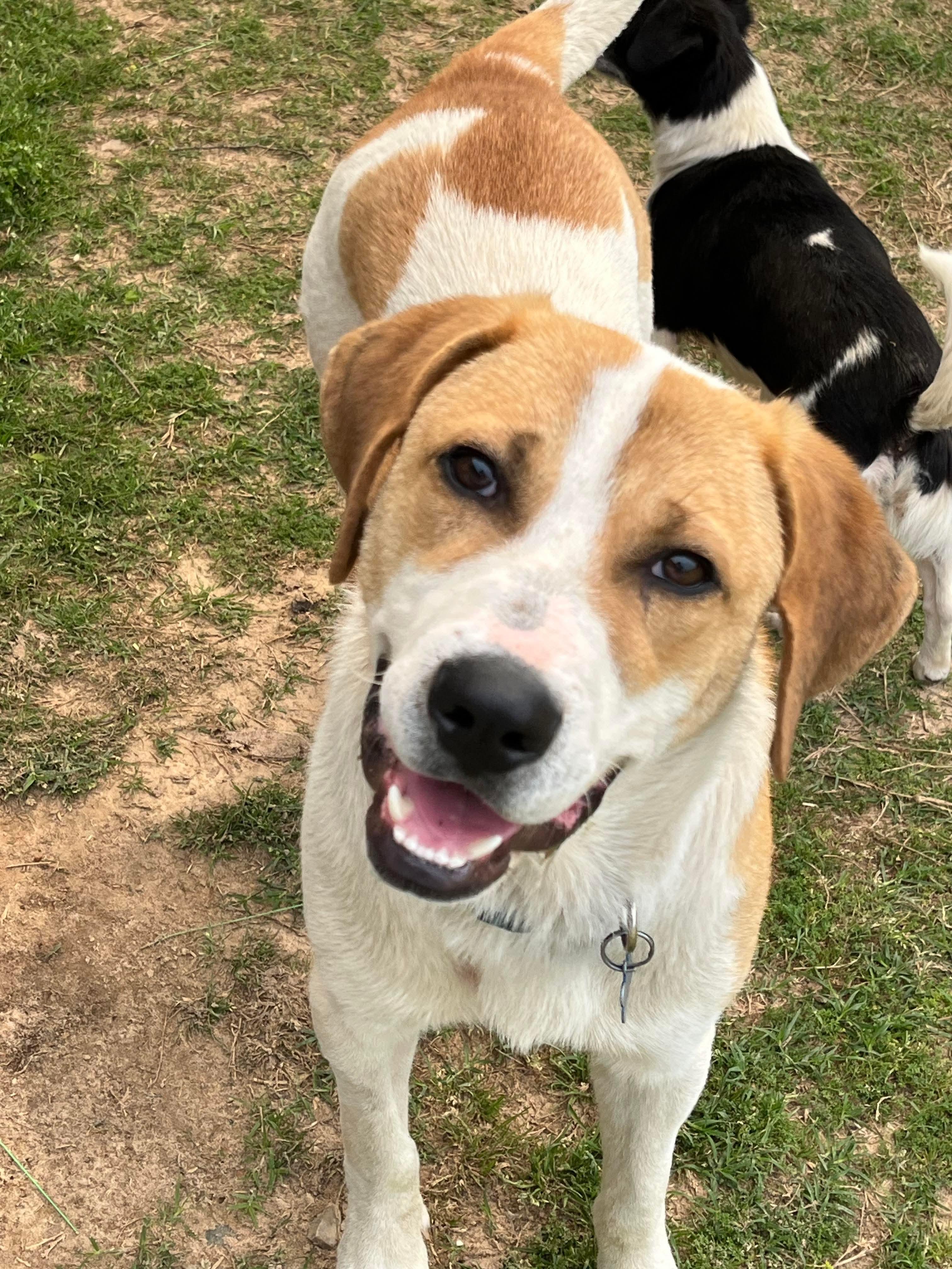 Enlarge Jasper, a Adopted mixed breed in Hawkins, TX image 1/5