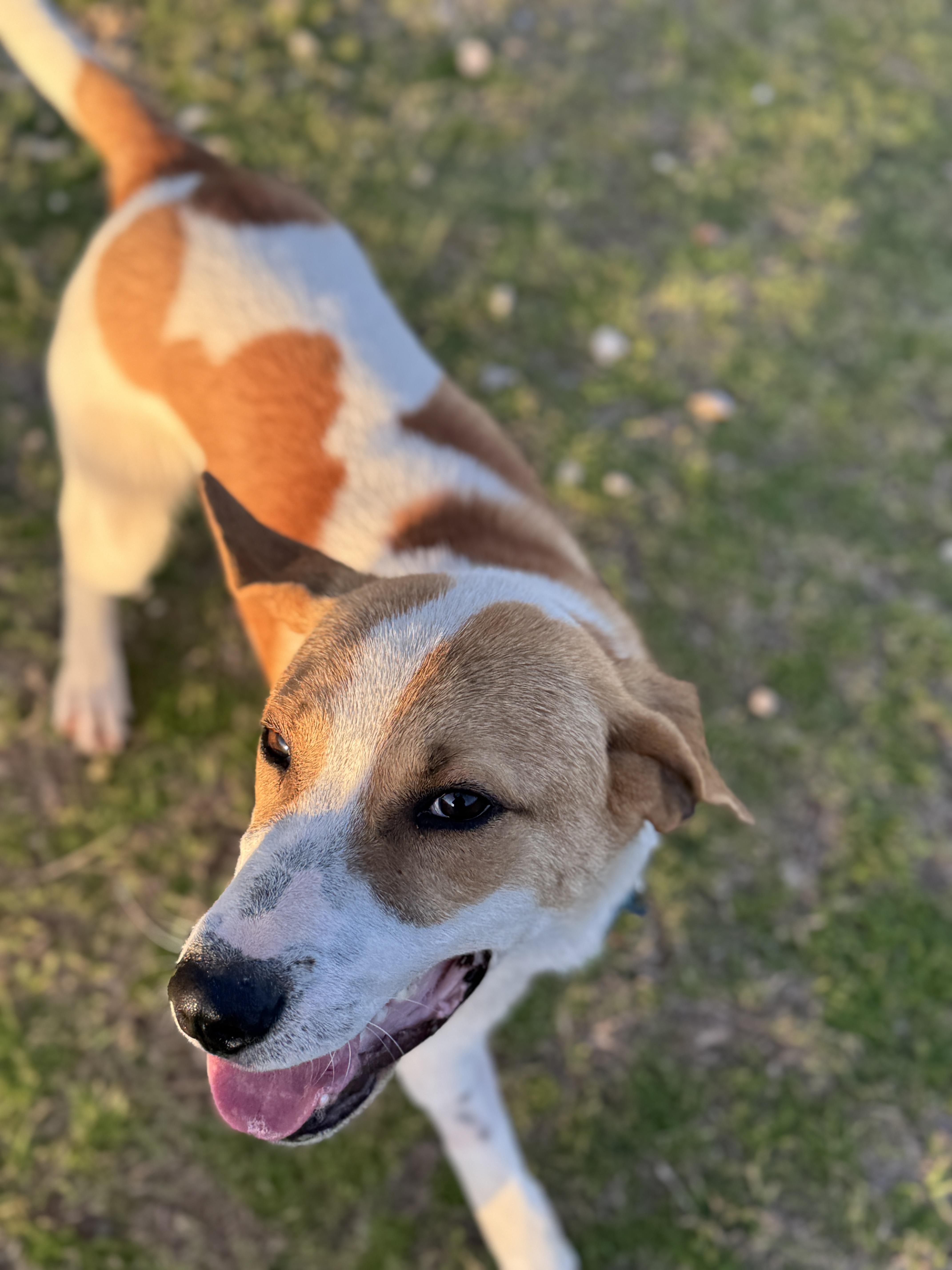 Enlarge Jasper, a Adopted mixed breed in Hawkins, TX image 4/5