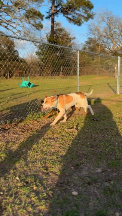Enlarge Jasper, a Adopted mixed breed in Hawkins, TX video 2/5