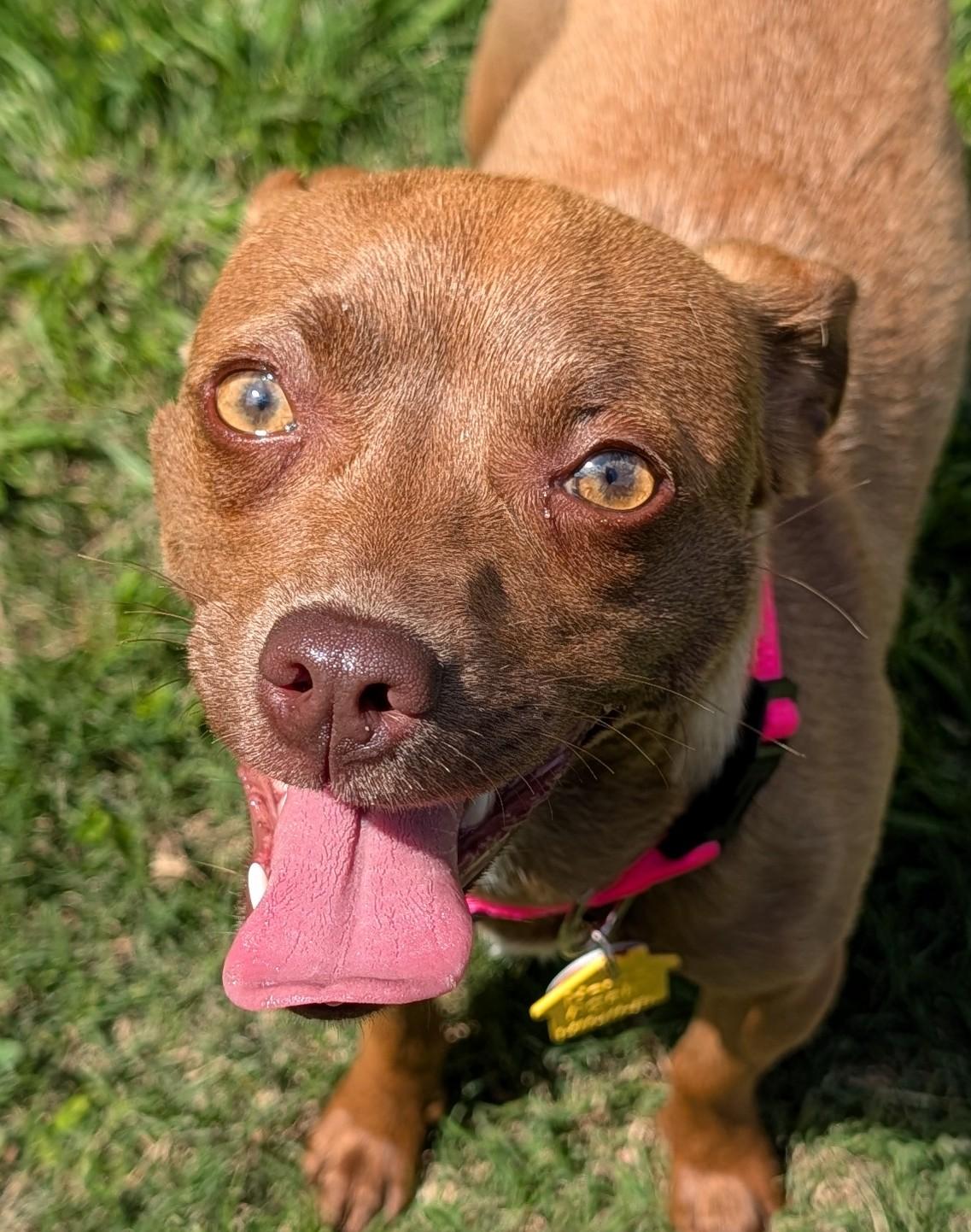 Enlarge Roxie A217220, a Adopted mixed breed in Plano, TX image 2/6