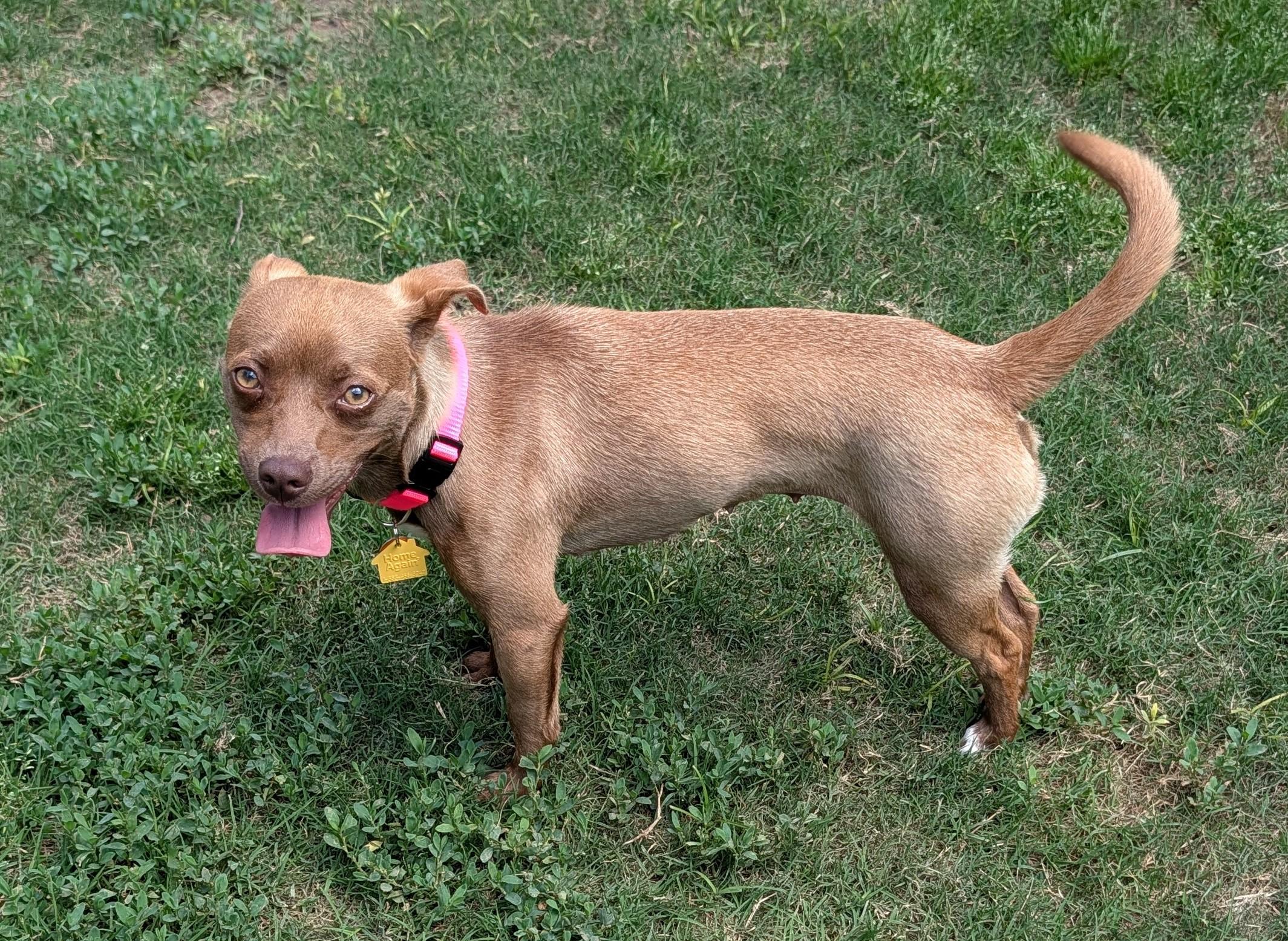 Enlarge Roxie A217220, a Adopted mixed breed in Plano, TX image 3/6