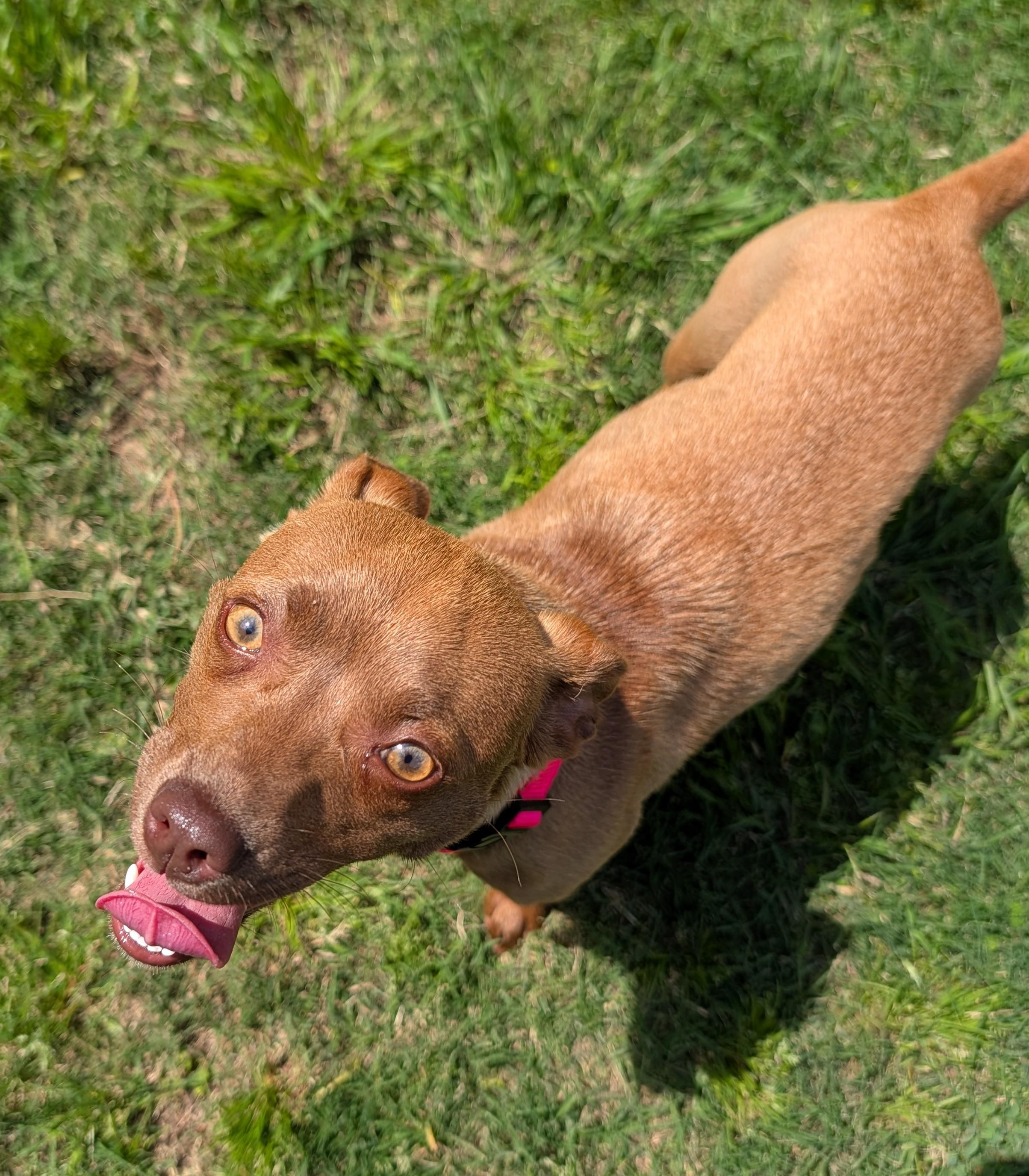 Enlarge Roxie A217220, a Adopted mixed breed in Plano, TX image 4/6