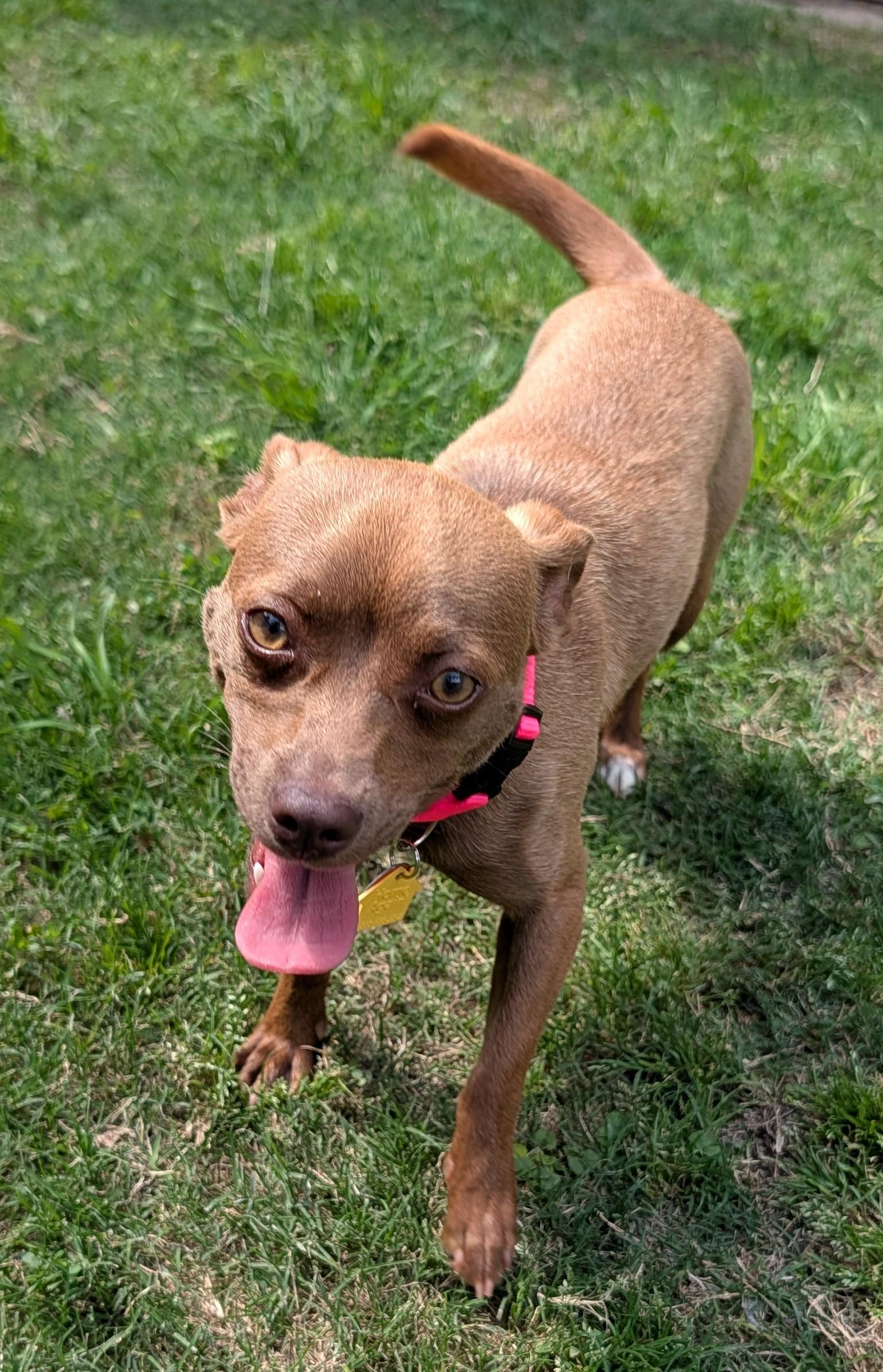 Enlarge Roxie A217220, a Adopted mixed breed in Plano, TX image 5/6