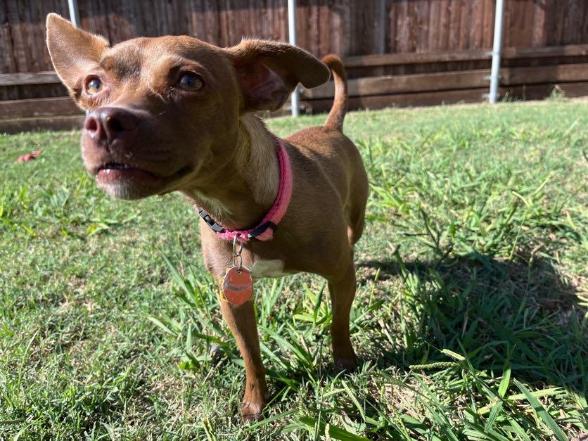 Roxie A217220, Adopted, Young Female Chihuahua.