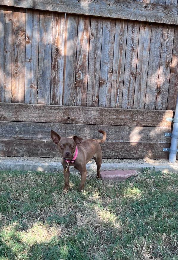 Enlarge Roxie A217220, a Adopted mixed breed in Plano, TX image 6/6