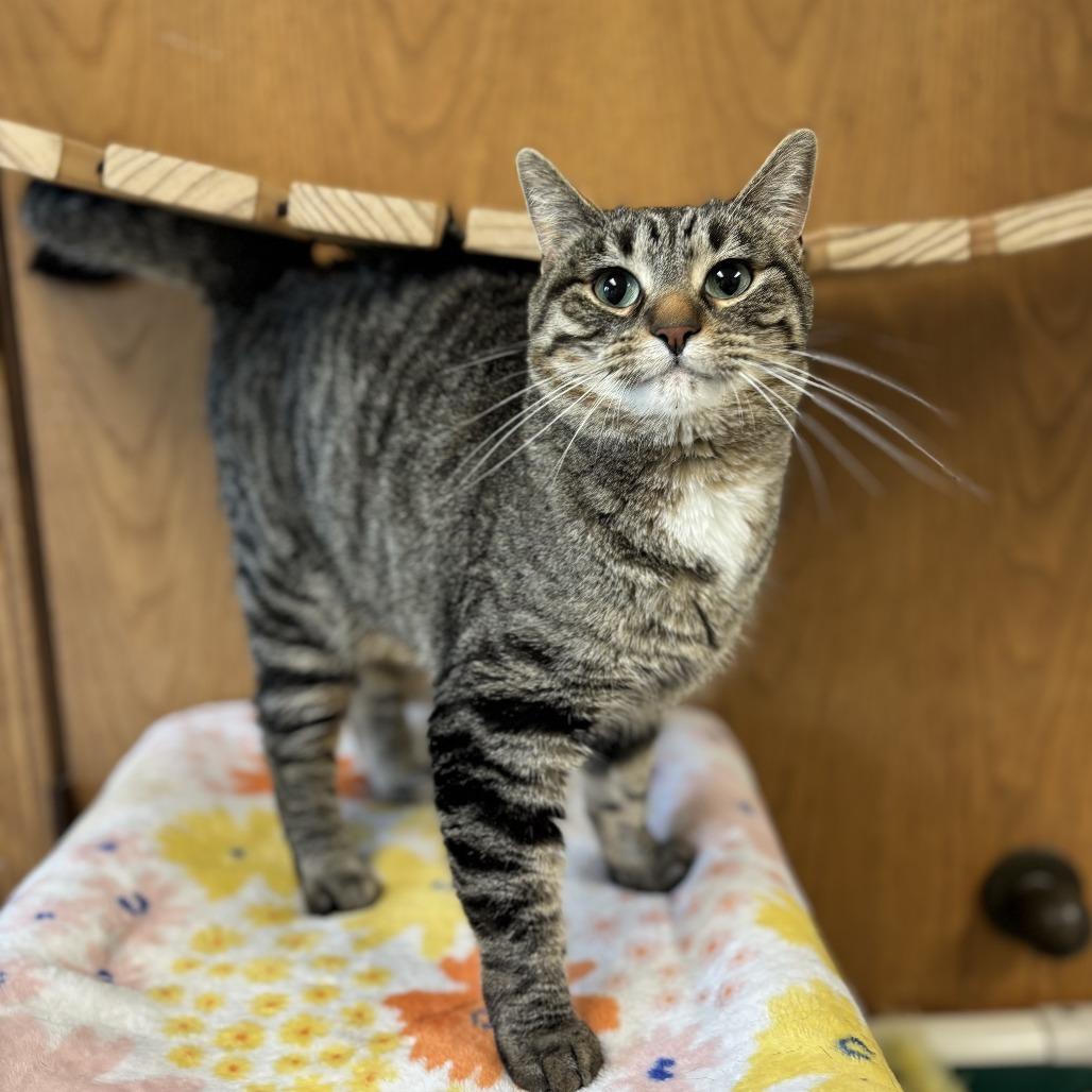 Enlarge Anya--In Foster, a Adoptable Domestic Short Hair in Fargo, ND image 1/1