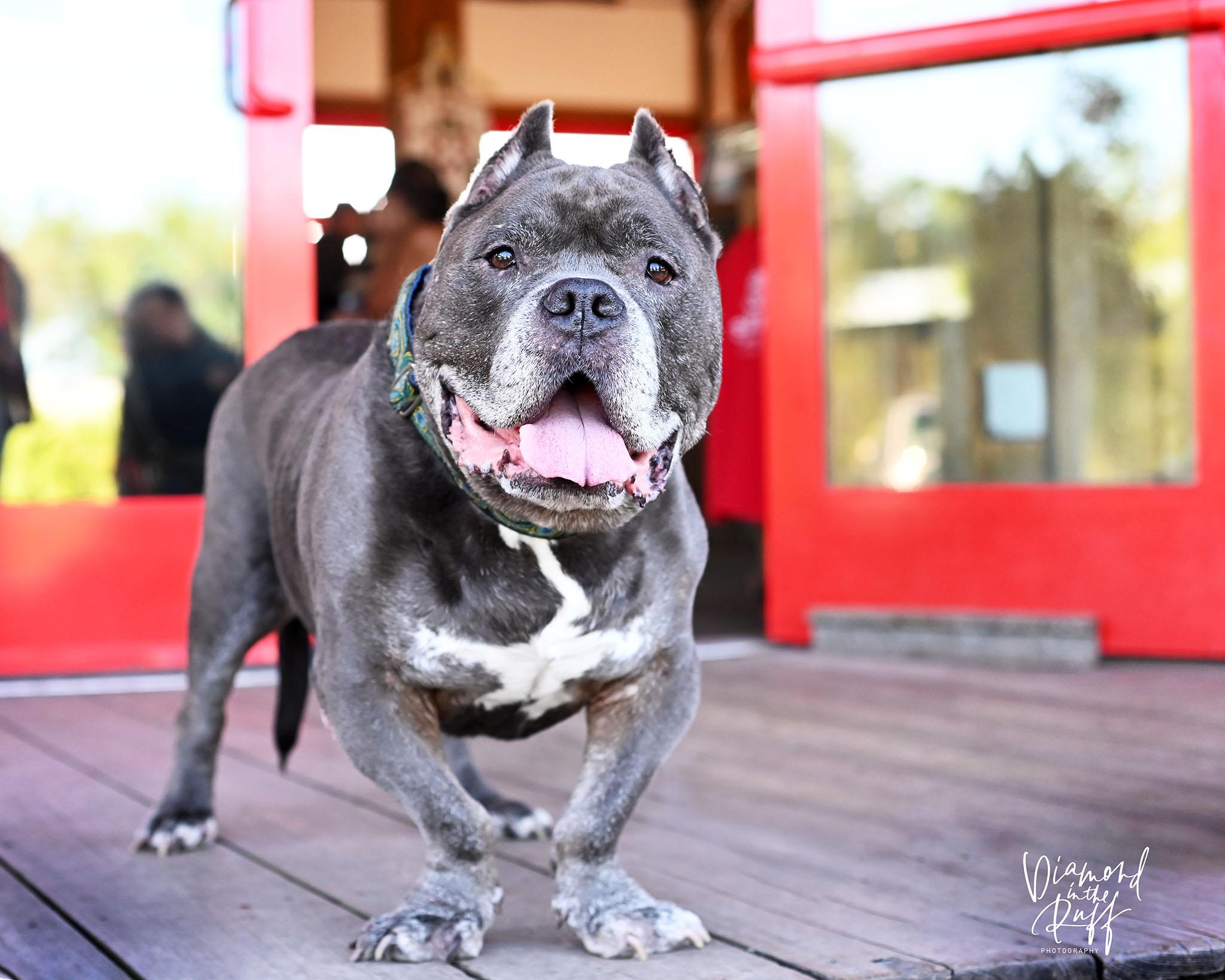 Enlarge Reedus, a ADOPTABLE American Bully in New Port Richey, FL image 4/6