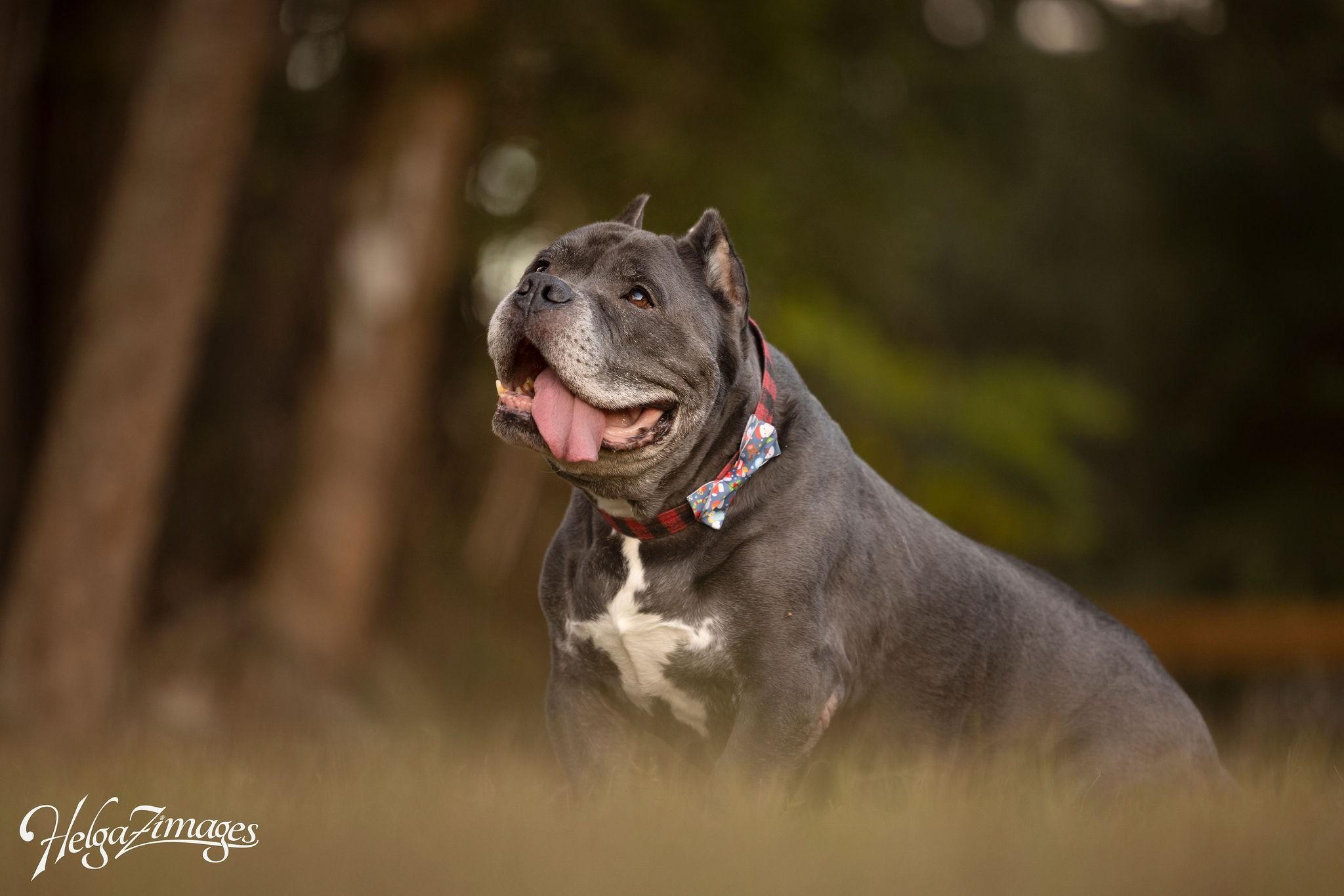 Enlarge Reedus, a ADOPTABLE American Bully in New Port Richey, FL image 2/6