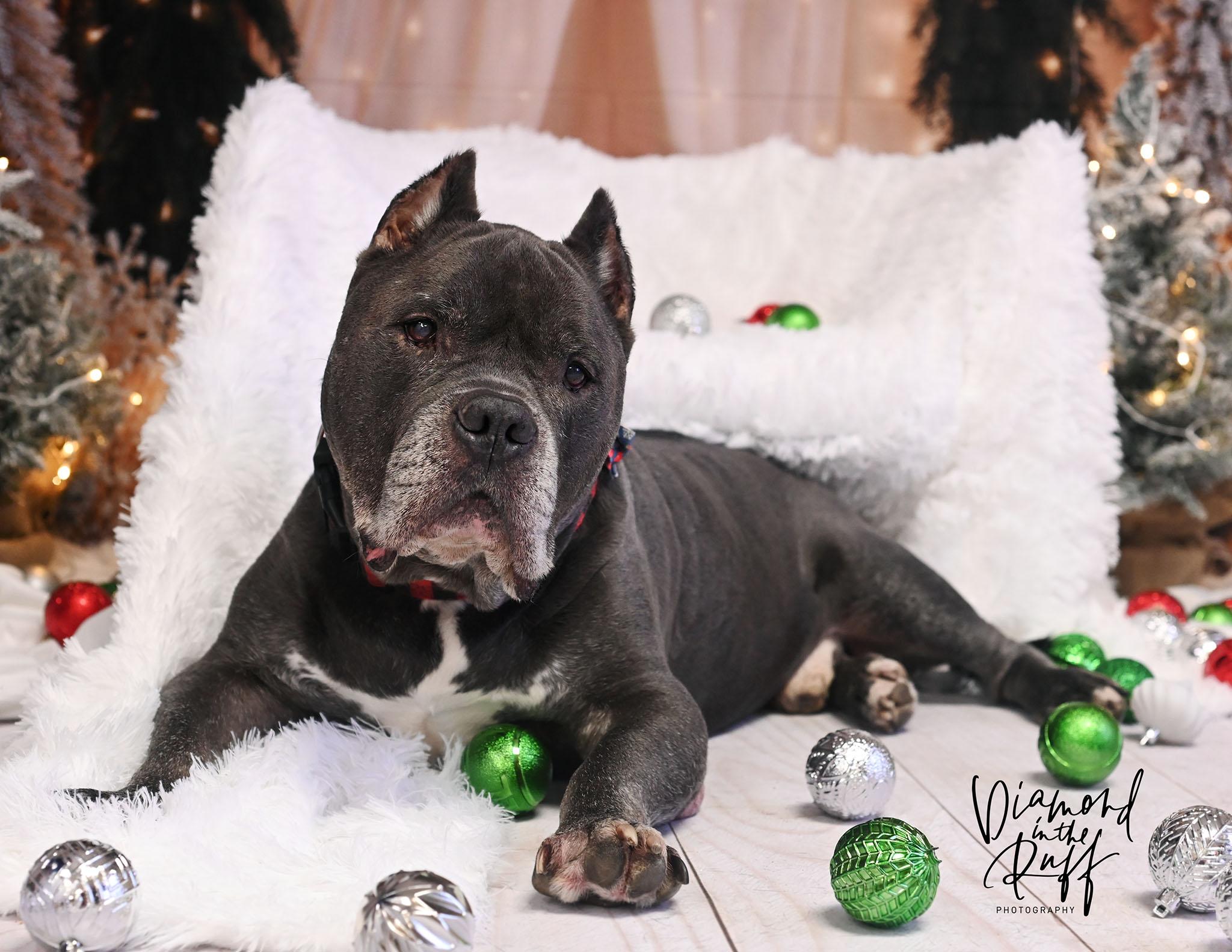 Enlarge Reedus, a ADOPTABLE American Bully in New Port Richey, FL image 3/6