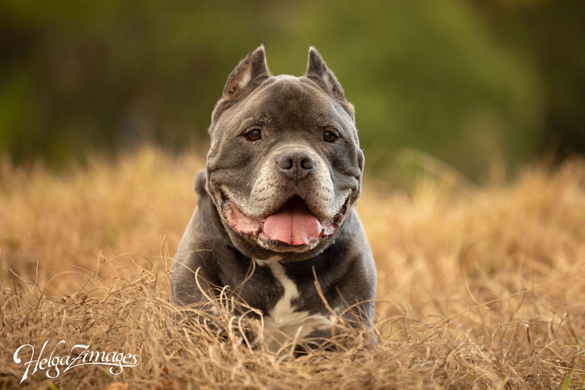 Enlarge Reedus, a ADOPTABLE American Bully in New Port Richey, FL image 5/6