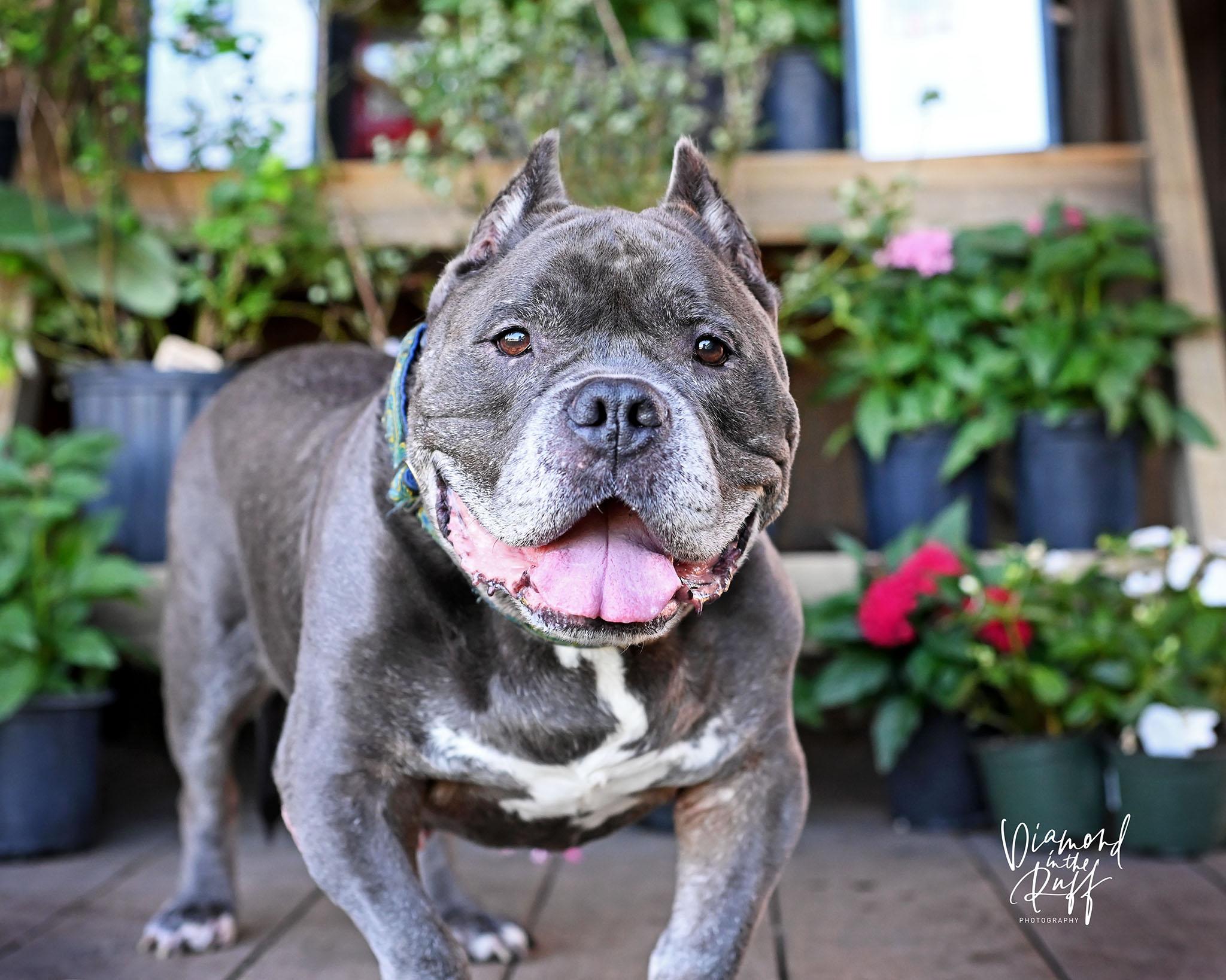 Enlarge Reedus, a ADOPTABLE American Bully in New Port Richey, FL image 6/6